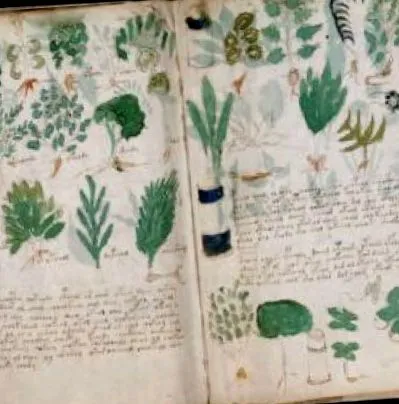 voynich professzor