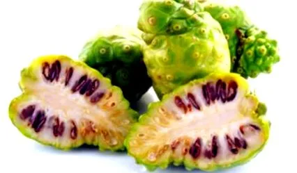 termelését segít Morinda citrifolia