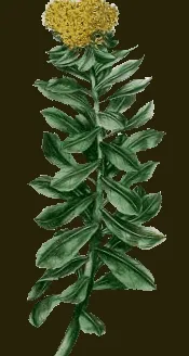 rhodiola áruházának
