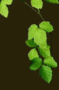 chinensis kiwi