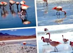 Salar Uyuni salar