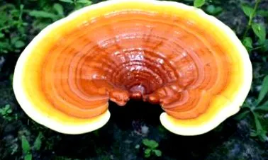 reishi