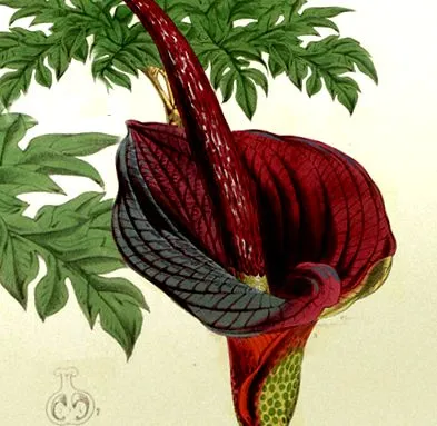 asia plant