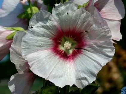 Althaea officinalis
