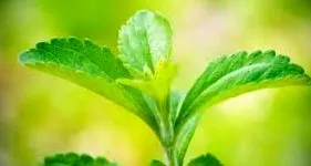 stevia stevia