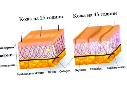 kollagén tudnunk