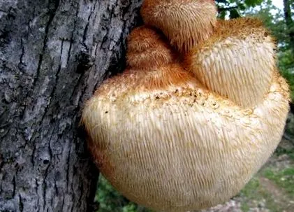 egyedülálló egyedülálló