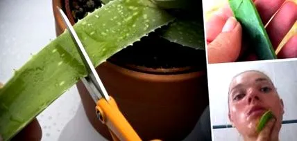 verával aloe