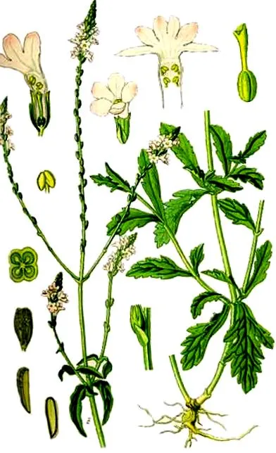 verbena online