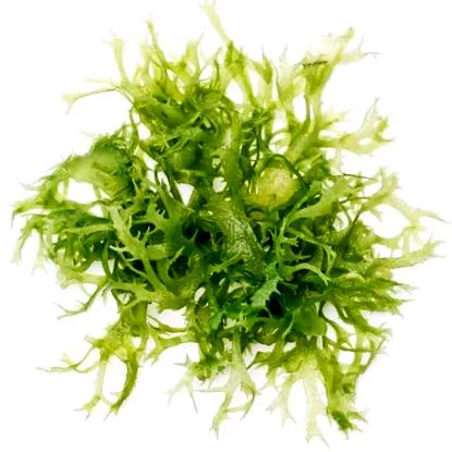 aroma gyönyörű
