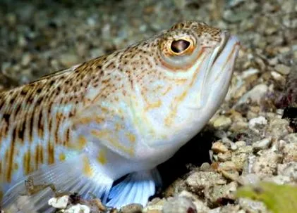 tengeri