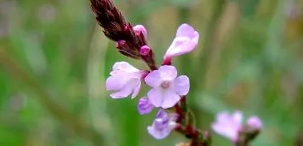 zdravnitsa verbena