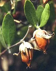 jojoba alkalmazás