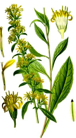 goldenrod