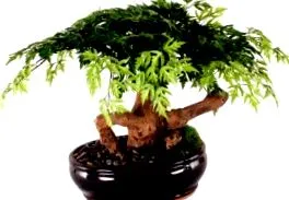 aralia