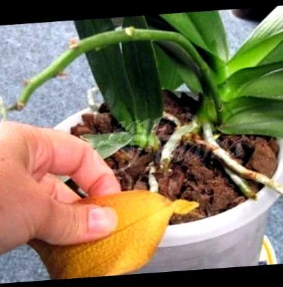 miért orchidea