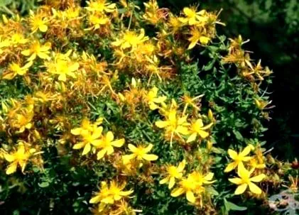 hypericum orbáncfű