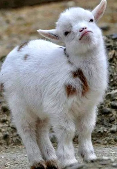 kecskék