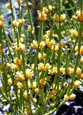 ephedra ephedra