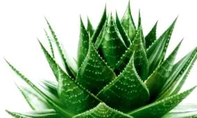 őszibarack aloe