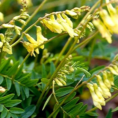vélemények összetétel astragalus