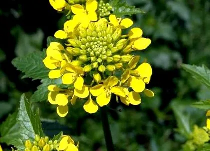 Brassica nigra