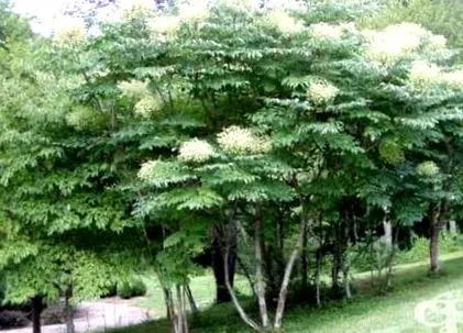 mandshurica tövis