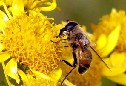 arnica hasznos