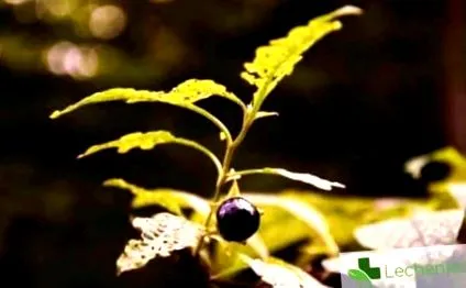 belladonna belladonna