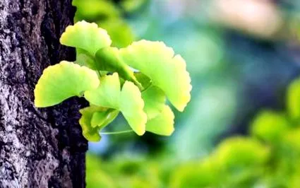 ábécé antioxidáns tulajdonságokkal rendelkezik