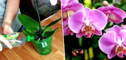 orchideák banánhéj