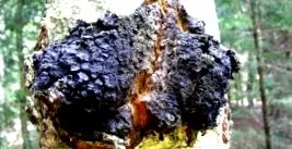 csodákat chaga