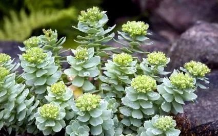 segít rhodiola