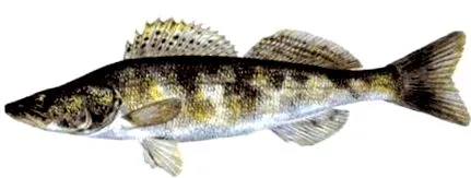 stizostedion stizostedion