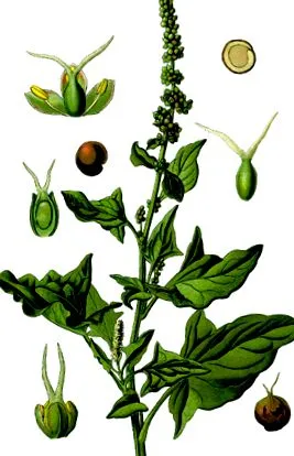 gyógynövény
