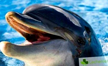 delfinek