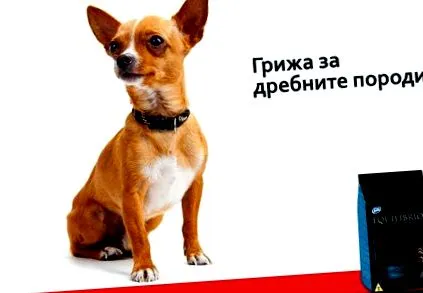 gondozásuk kutyafajták