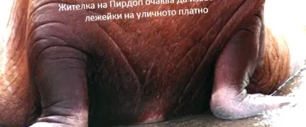 hőség újabb