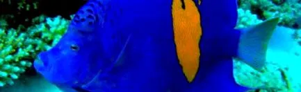 diving atlantis