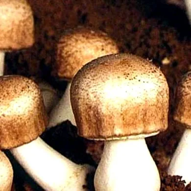 egészséges