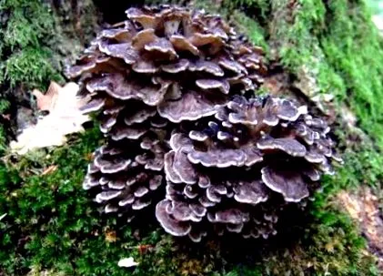 fitness maitake