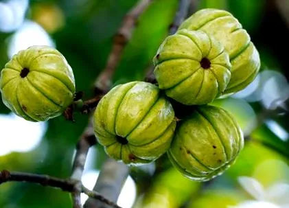 cambogia cambogia