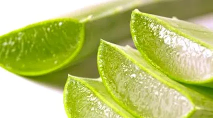 kivonat aloe