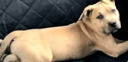 pitbull pitbull