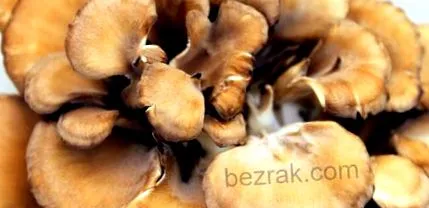 grifola grifola