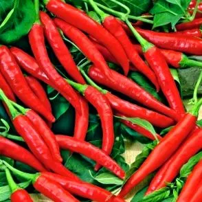 cayenne cayenne