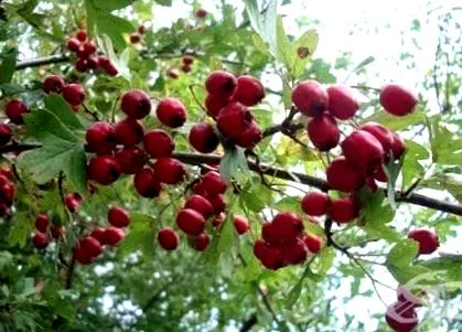 crataegus galagonya