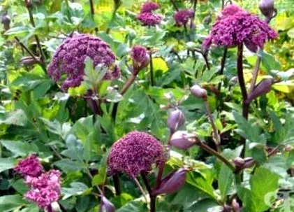 angelica
