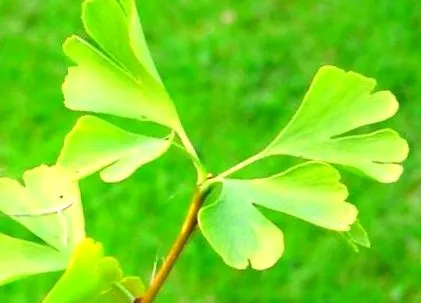ginkgo biloba élelmiszer-adalékok