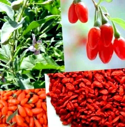 goji lehet